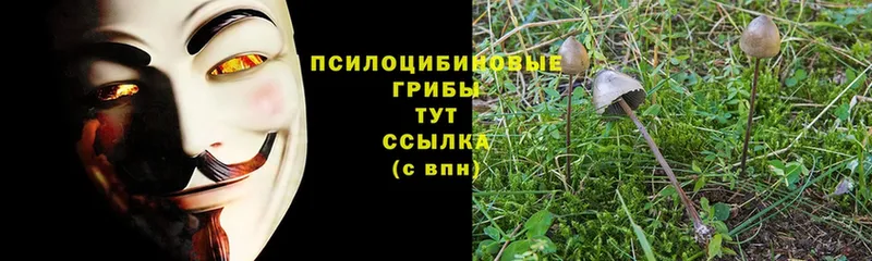 сайты даркнета наркотические препараты  сколько стоит  Волжск  Галлюциногенные грибы MAGIC MUSHROOMS  blacksprut сайт 